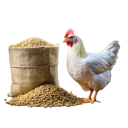 Poultry Feed